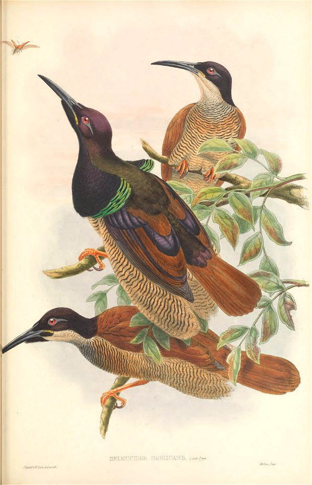 Seleucides nigricans - The Birds of New Guinea (2)