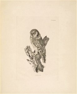 Selby's Illustrations of British ornithology Volume 1 Land birds Plate XXVIbis
