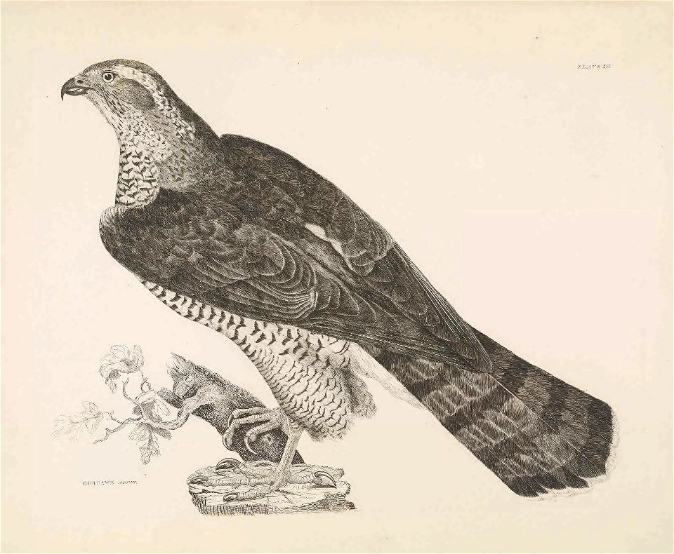 Selby's Illustrations of British ornithology Volume 1 Land birds PlateXII