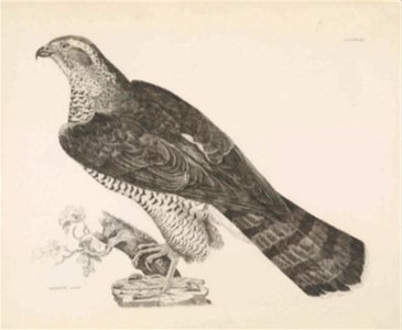 Selby's Illustrations of British ornithology Volume 1 Land birds PlateXII