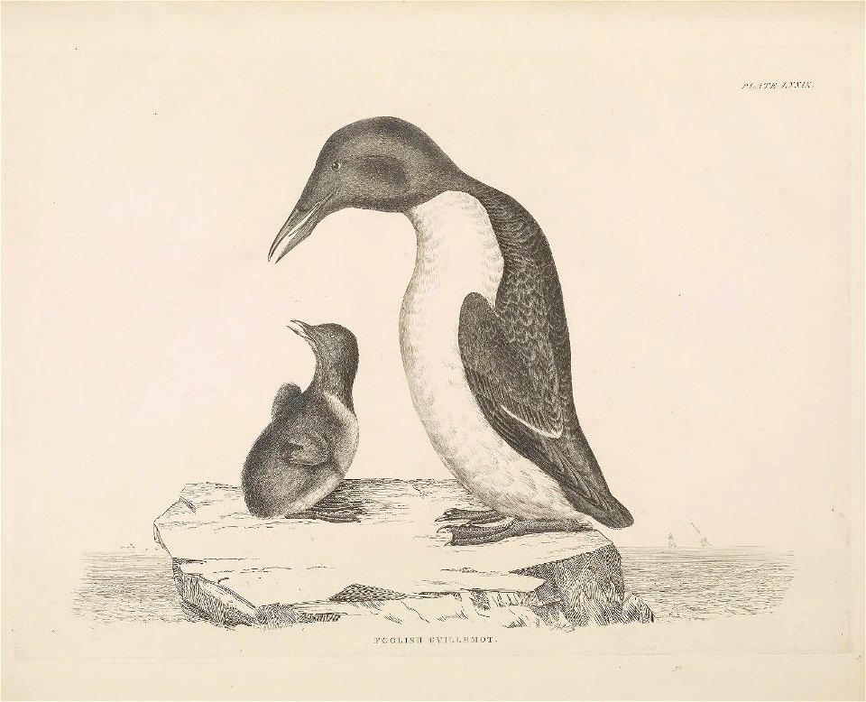 Selby's Illustrations of British ornithology Volume 2 Water birds Plate LXXIX