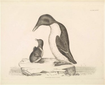 Selby's Illustrations of British ornithology Volume 2 Water birds Plate LXXIX