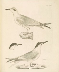 Selby's Illustrations of British ornithology Volume 2 Water birds Plate LXXXVIII