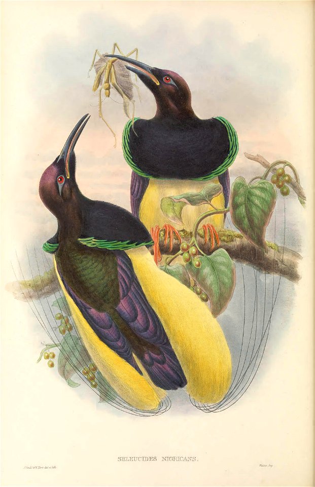 Seleucides nigricans - The Birds of New Guinea