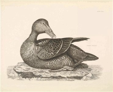 Selby's Illustrations of British ornithology Volume 2 Water birds PlateLXX