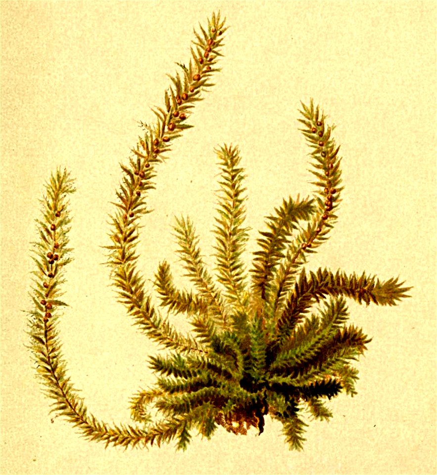 Selaginella selaginoides Atlas Alpenflora