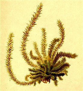Selaginella selaginoides Atlas Alpenflora