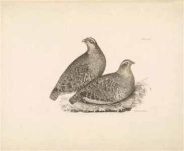 Selby's Illustrations of British ornithologyVolume 1 Land birds PlateLXI