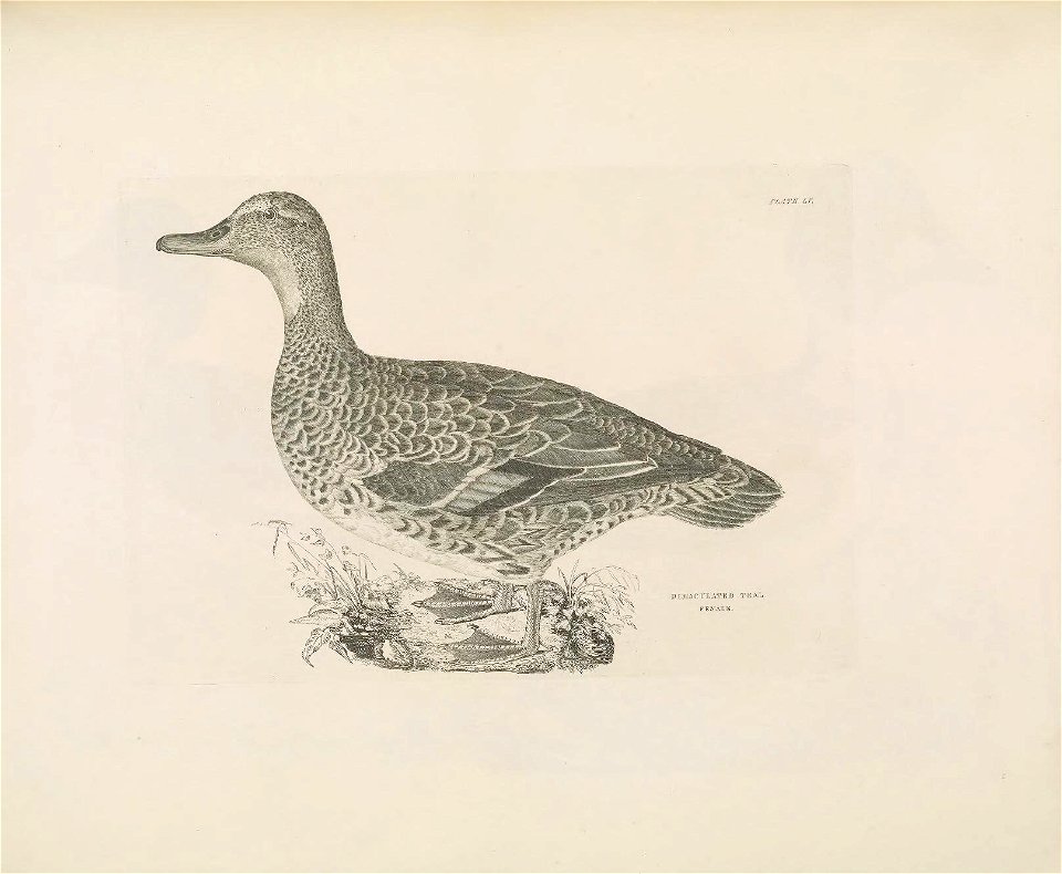 Selby's Illustrations of British ornithology Volume 2 Water birds Plate LV