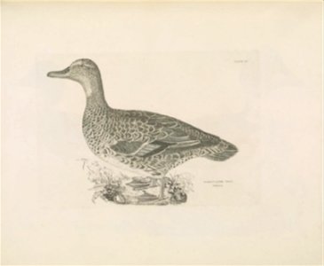 Selby's Illustrations of British ornithology Volume 2 Water birds Plate LV