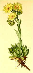 Sempervivum wulfeni Atlas Alpenflora