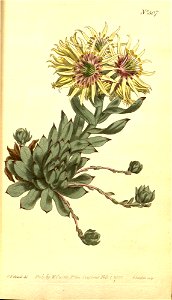 Sempervivum globiferum