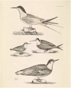 Selby's Illustrations of British ornithology Volume 2 Water birds Plate LXXXIX