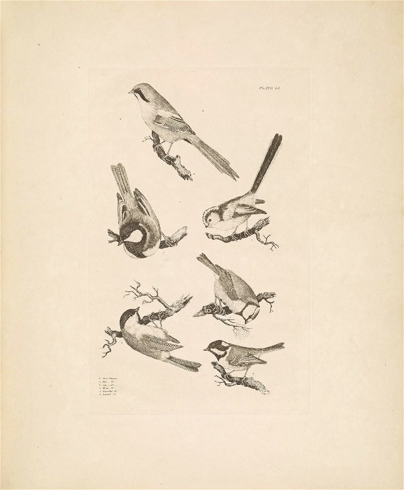 Selby's Illustrations of British ornithology Volume 1 Land birds Plate LI