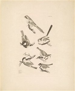 Selby's Illustrations of British ornithology Volume 1 Land birds Plate LI
