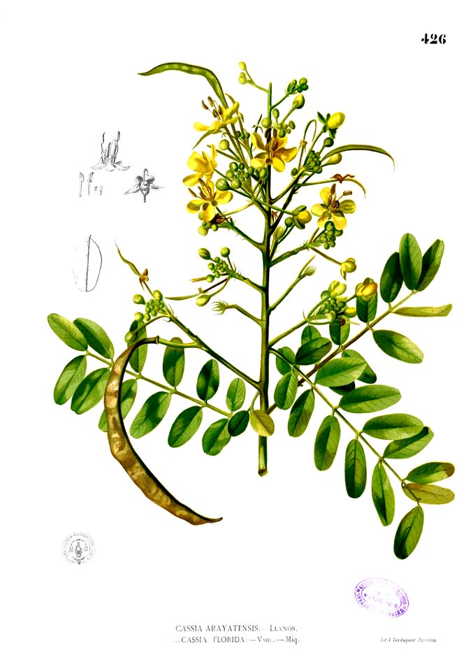 Senna siamea Blanco2.426