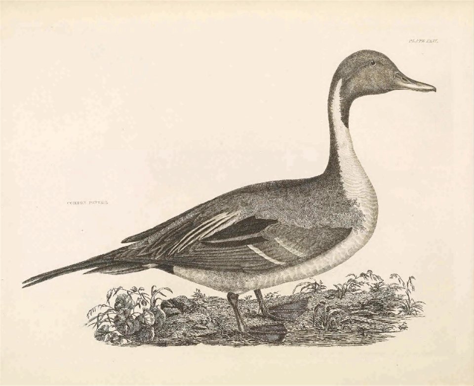 Selby's Illustrations of British ornithology Volume 2 Water birds PlateXLIX
