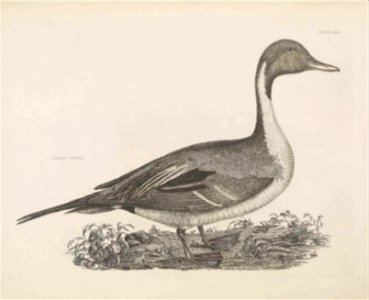 Selby's Illustrations of British ornithology Volume 2 Water birds PlateXLIX