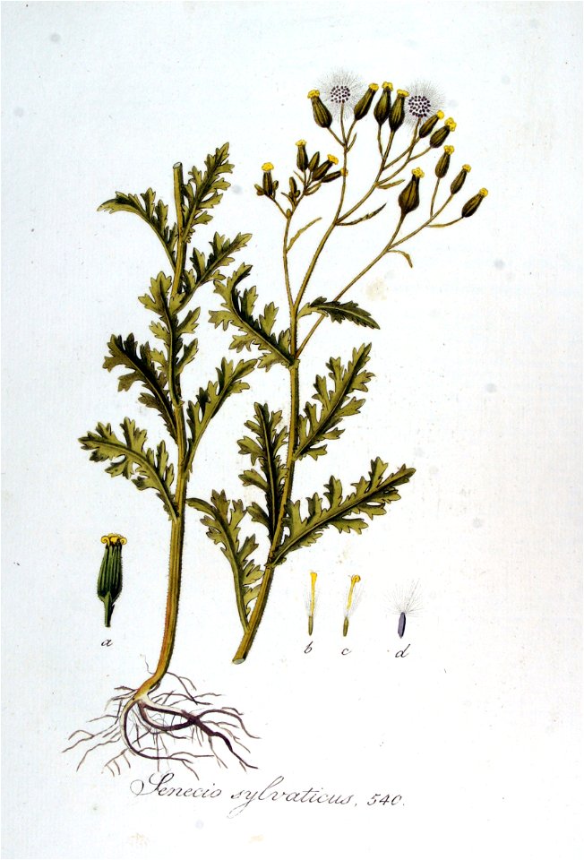 Senecio sylvaticus — Flora Batava — Volume v7