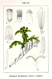 Senecio vulgaris Sturm13058