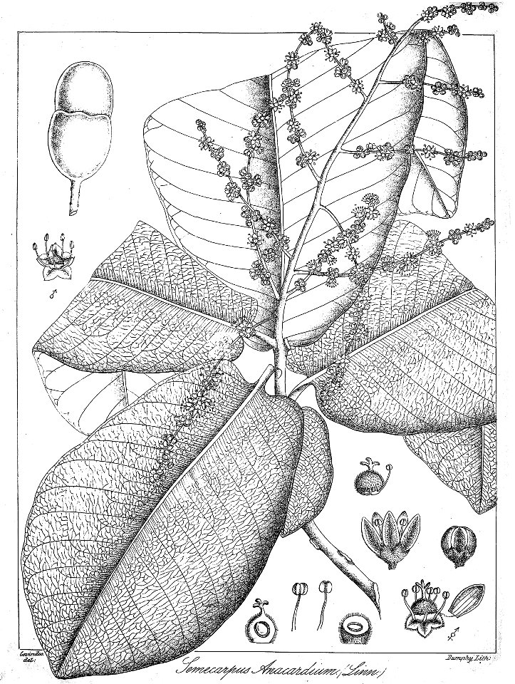 Semecarpus anacardium Govindoo