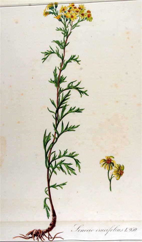 Senecio erucifolius — Flora Batava — Volume v12. Free illustration for personal and commercial use.
