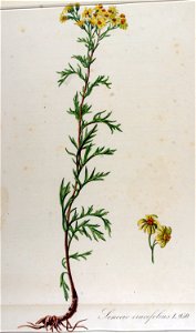 Senecio erucifolius — Flora Batava — Volume v12