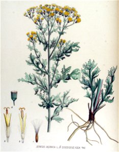 Senecio jacobaea — Flora Batava — Volume v15. Free illustration for personal and commercial use.