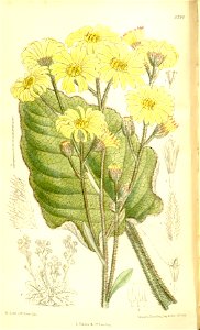 Senecio saxifragoides 137-8394