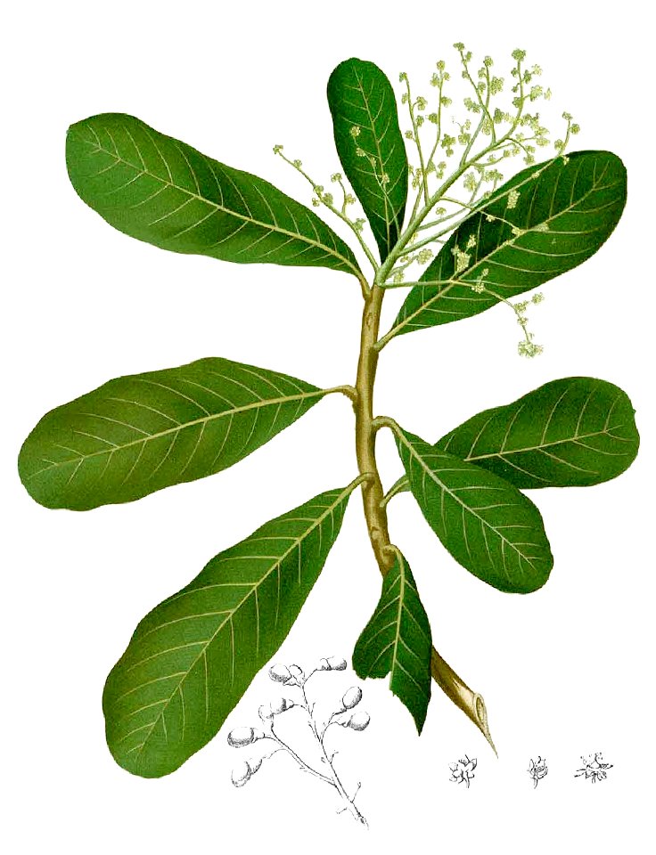 Semecarpus microcarpa Blanco1.75-cropped