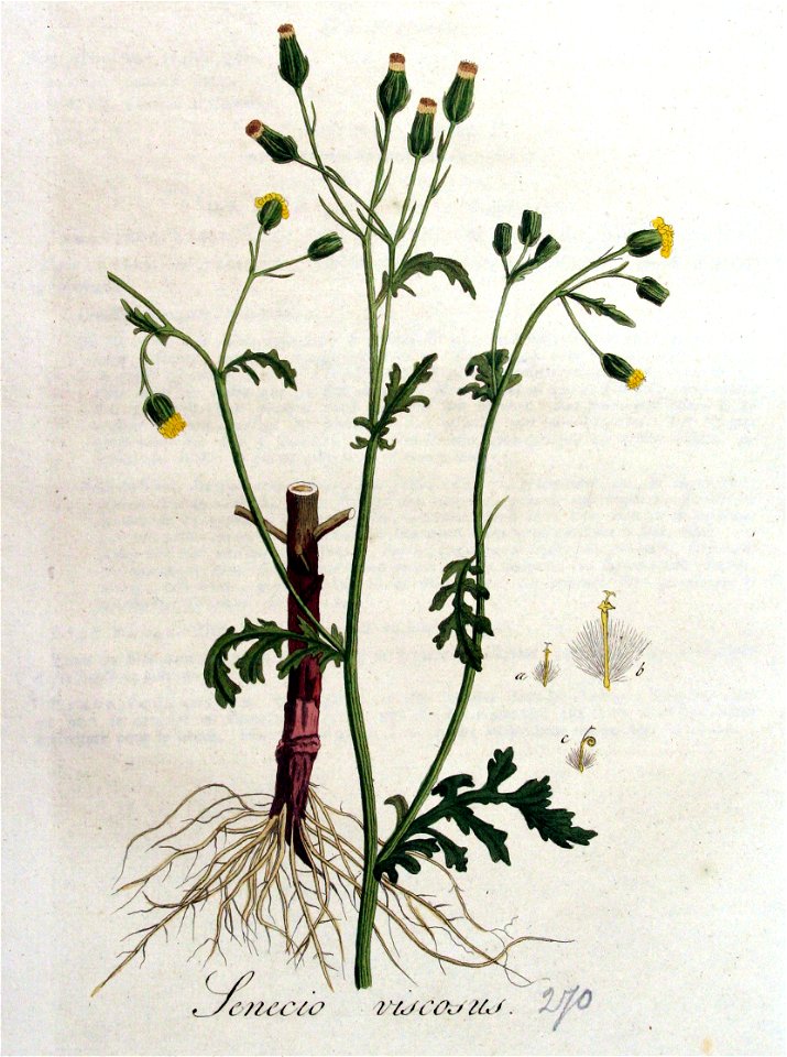 Senecio viscosus — Flora Batava — Volume v4