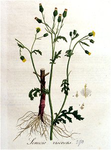 Senecio viscosus — Flora Batava — Volume v4