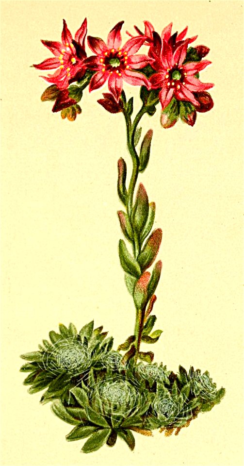 Sempervivum arachneum Atlas Alpenflora