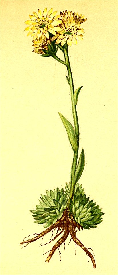 Sempervivum braunii Atlas Alpenflora