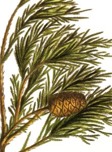 Sequoiadendron giganteum RHS