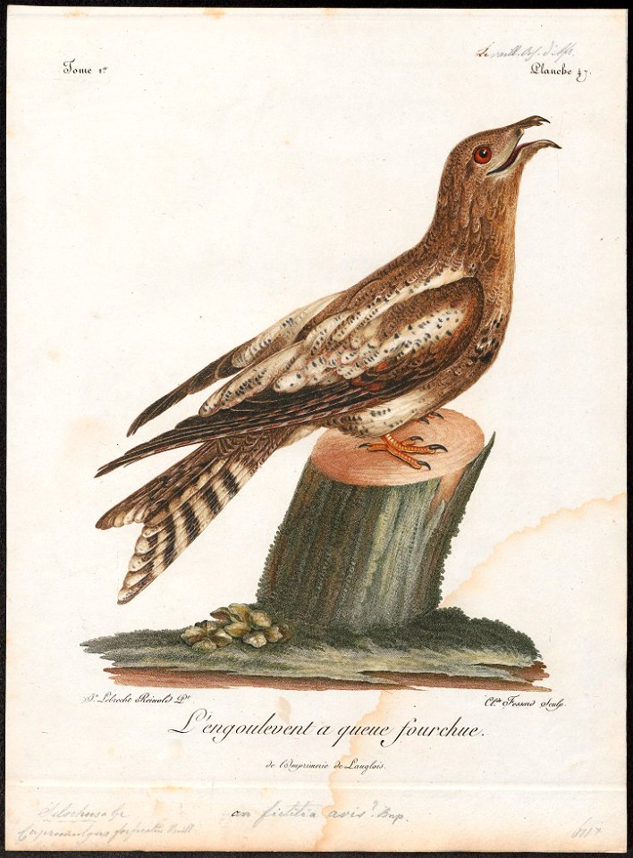 Selochusa fornicatus - vervalsing - 1796-1808 - Print - Iconographia Zoologica - Special Collections University of Amsterdam - UBA01 IZ16700029