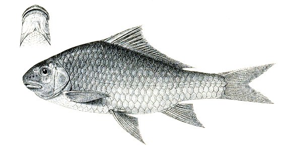 Semiplotus macclellandi Achilles 133