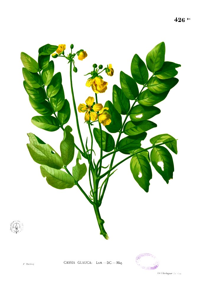 Senna sulfurea Blanco2.426b