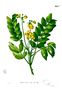 Senna sulfurea Blanco2.426b