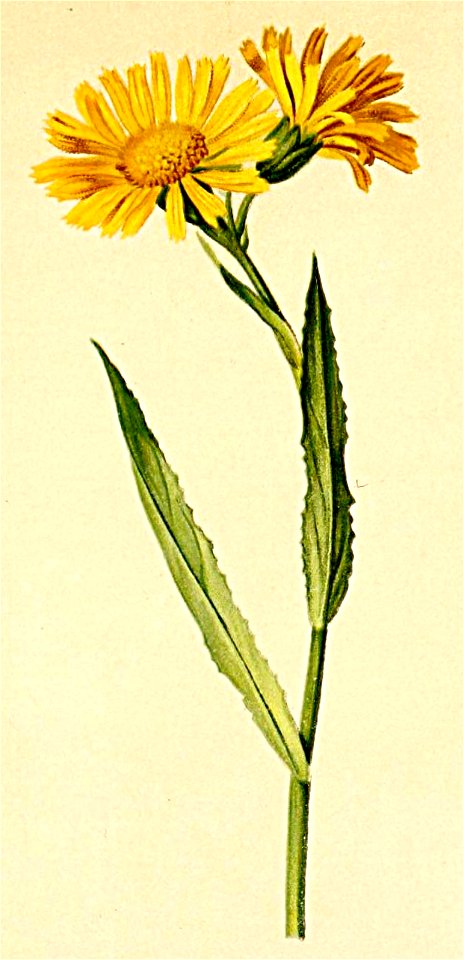 Senecio doronicum Atlas Alpenflora