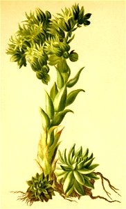 Sempervivum hirtum Atlas Alpenflora