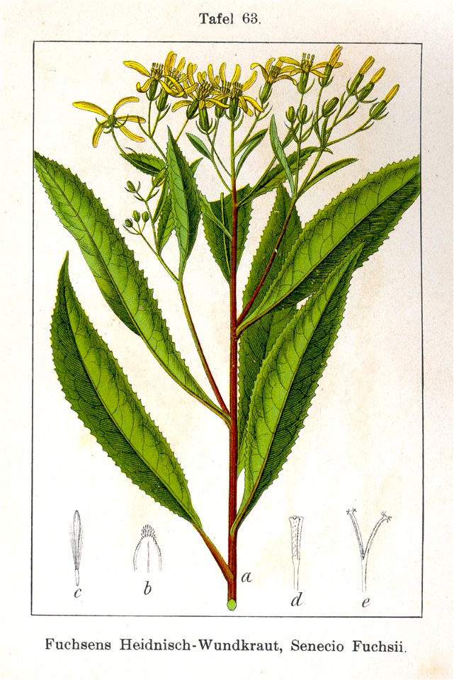 Senecio fuchsii Sturm63