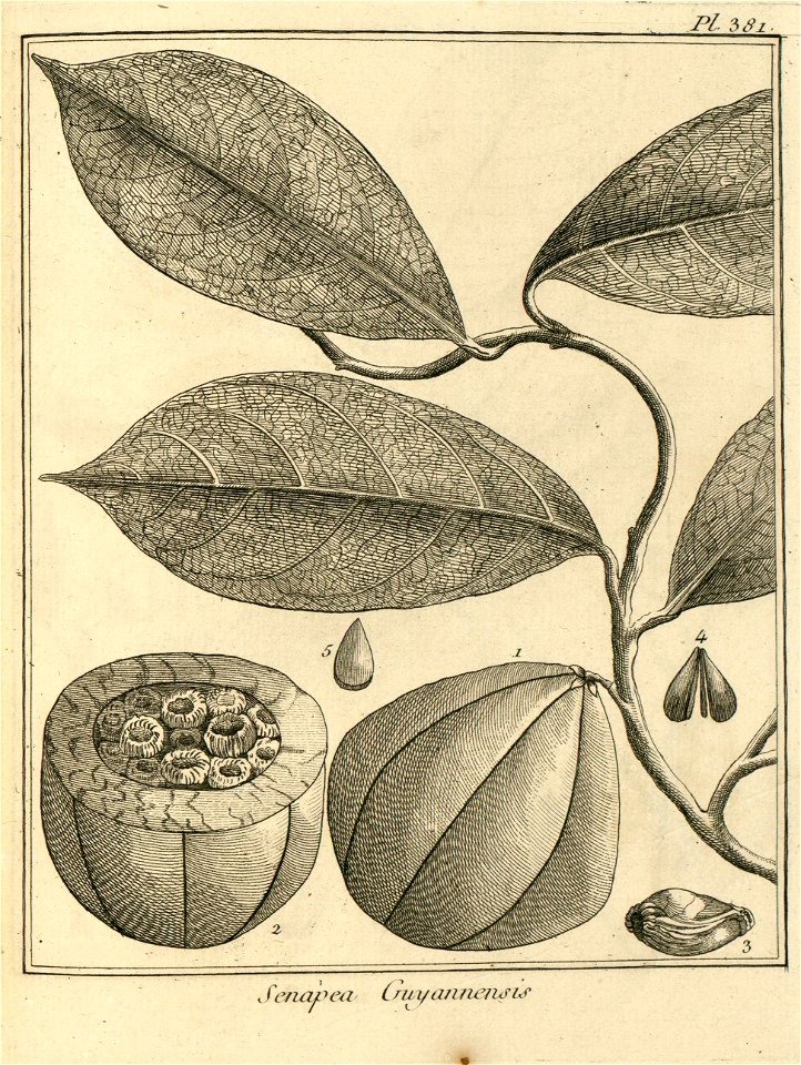 Senapea guianensis Aublet 1775 pl 381