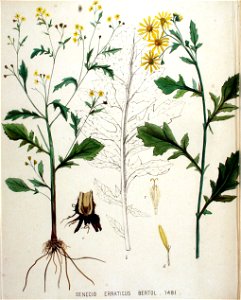 Senecio erraticus — Flora Batava — Volume v19. Free illustration for personal and commercial use.
