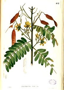 Senna timoriensis Blanco2.452-original
