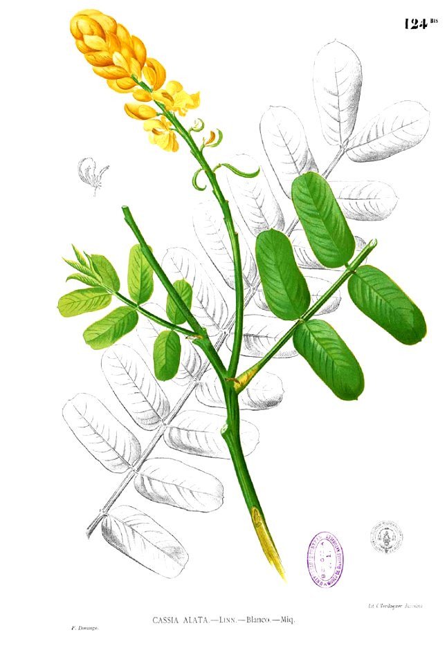 Senna alata Blanco1.124