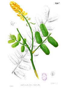 Senna alata Blanco1.124