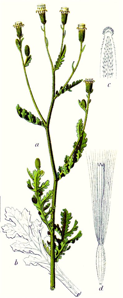Senecio viscosus-watercolor