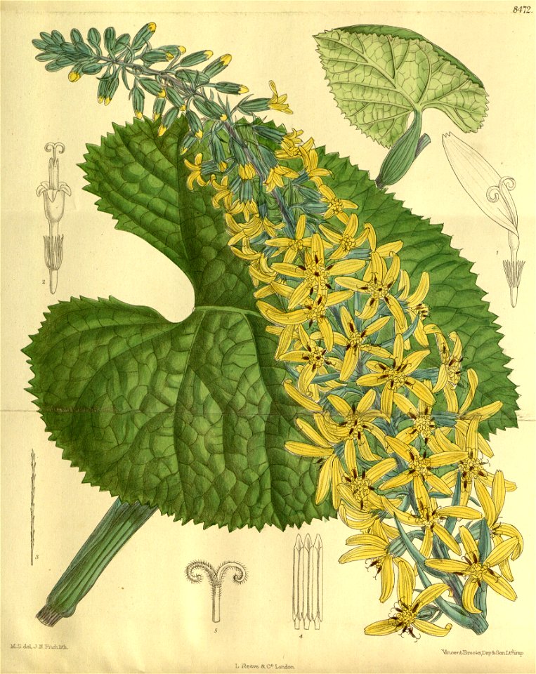 Senecio stenocephalus 139-8472