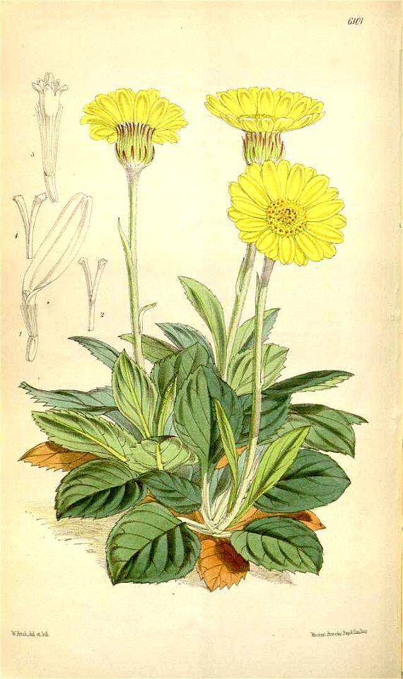 Senecio eriopus3593